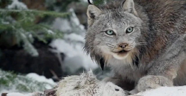 猞猁杀了五只鸡,两个人杀了,被判刑。这样合适吗?